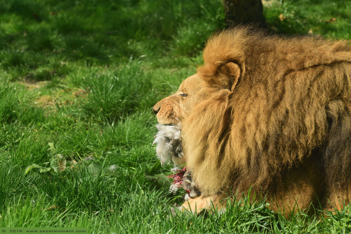 Afrikaanse leeuw ( Panthera leo ) African lion
Trefwoorden: Gaiapark Kerkrade Afrikaanse leeuw  Panthera leo  African lion