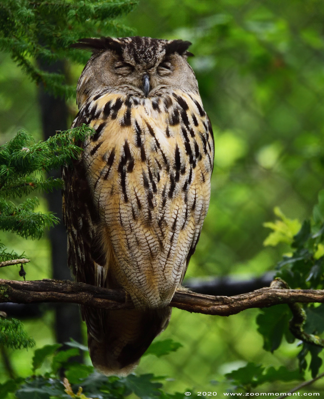 Europese oehoe ( Bubo bubo ) European eagle owl 
Trefwoorden: Gaiapark Kerkrade Europese oehoe  Bubo bubo  European eagle owl 