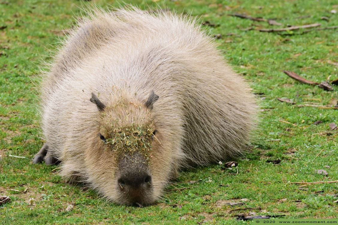 capibara of waterzwijn ( Hydrochoerus hydrochaeris or Hydrochoeris hydrochaeris ) capybara
Trefwoorden: Gaiapark Kerkrade capibara waterzwijn Hydrochoerus hydrochaeris Hydrochoeris hydrochaeris capybara