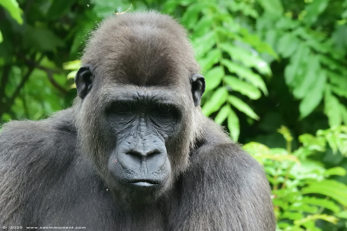 Westelijke laagland gorilla ( Gorilla gorilla )
Mosi
Trefwoorden: Gaiapark Kerkrade Gorilla gorilla Mosi