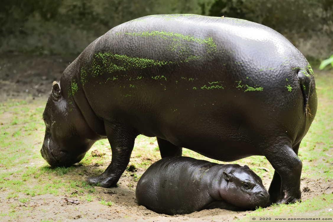 dwergnijlpaard ( Hexaprotodon liberiensis of Choeropsis liberiensis ) pygmy hippopotamus
Jong geboren 31 maart 2020, op de foto ongeveer 3 maanden oud
Baby, born 31 March 2020, on the picture 3 months old
Trefwoorden: Gaiapark Kerkrade dwergnijlpaard Hexaprotodon liberiensis Choeropsis liberiensis pygmy hippopotamus