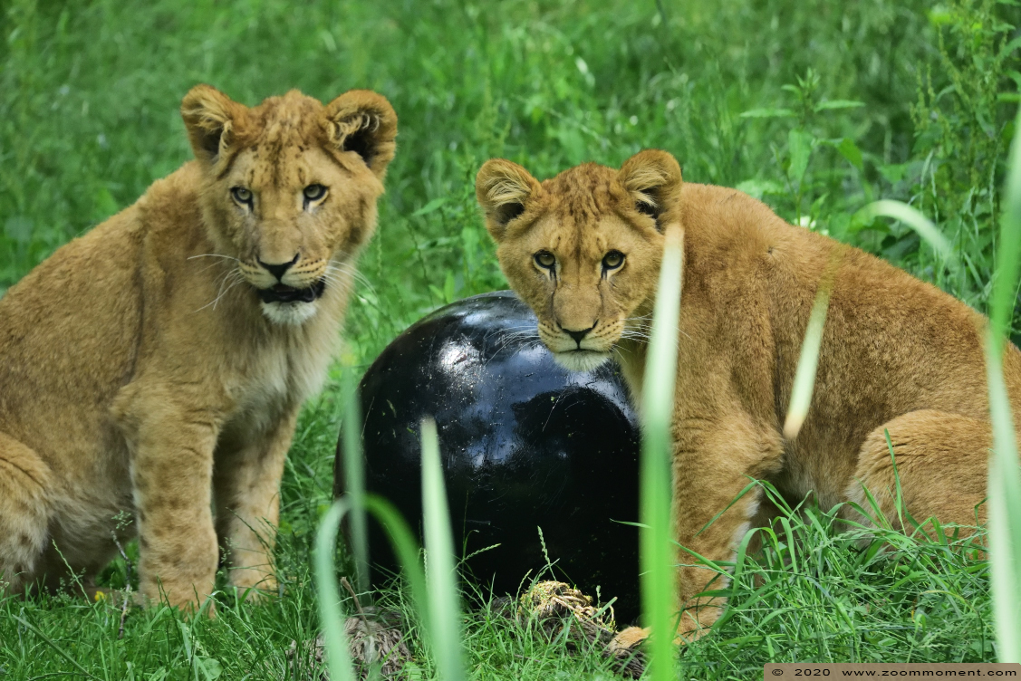 Afrikaanse leeuw welp ( Panthera leo ) African lion cub
Trefwoorden: Gaiapark Kerkrade Nederland zoo Afrikaanse leeuw Panthera leo lion welp