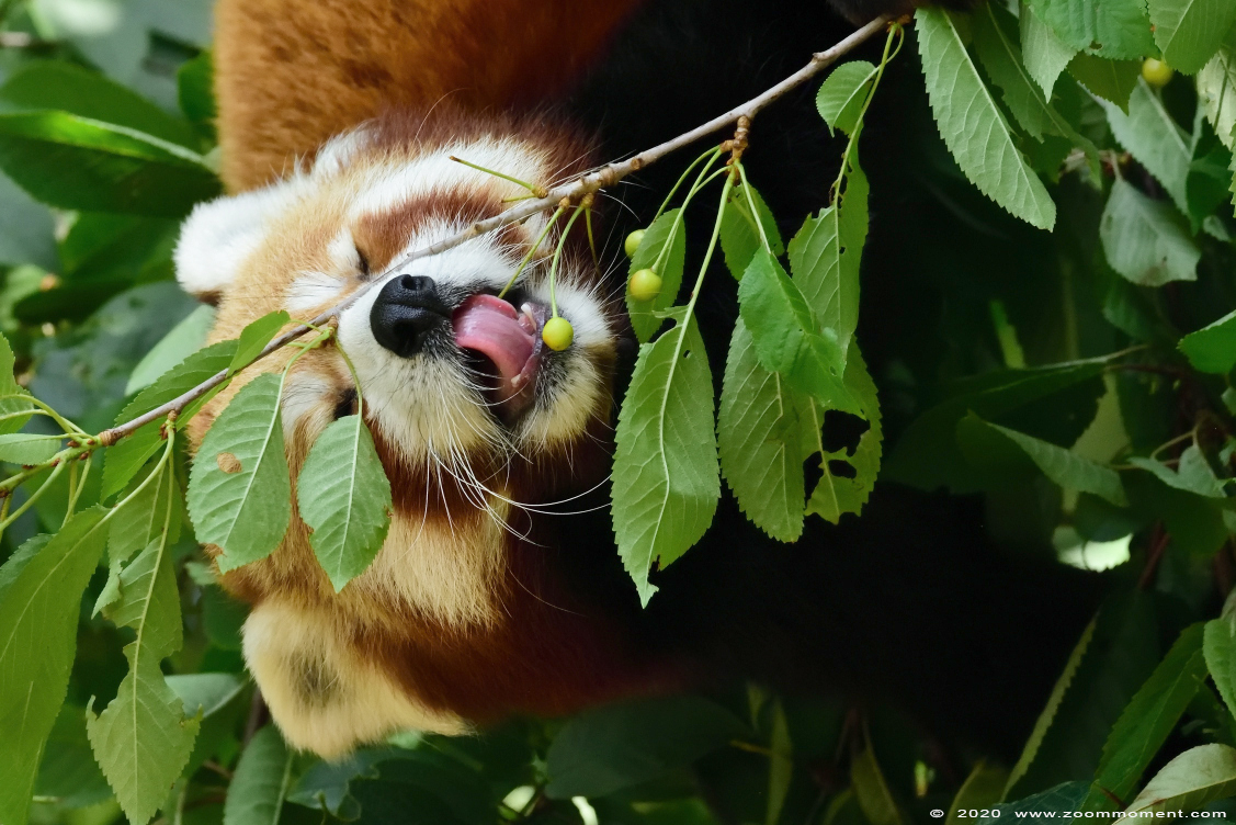 kleine of rode panda ( Ailurus fulgens ) lesser or red panda
Trefwoorden: Gaiapark Kerkrade rode panda Ailurus fulgens red panda