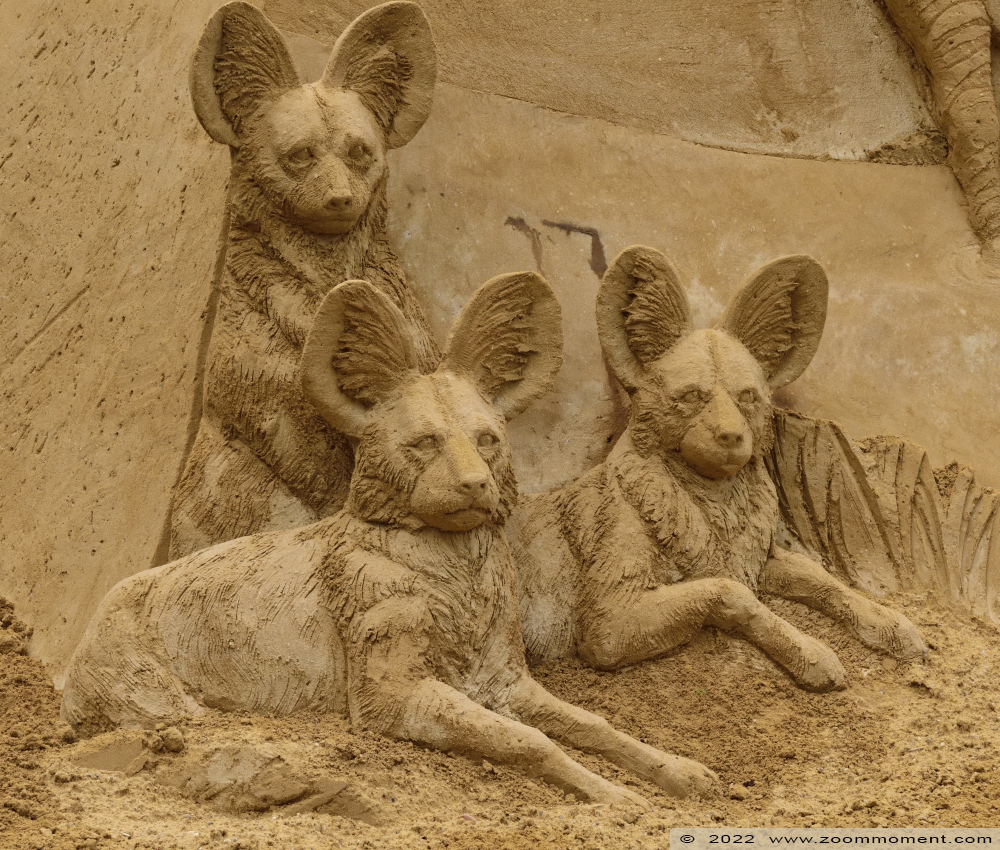 zandsculptuur Zoo van zand sandsculpture
Trefwoorden: Gaiazoo Nederland zandsculptuur Zoo van zand sandsculpture Afrikaanse wilde hond