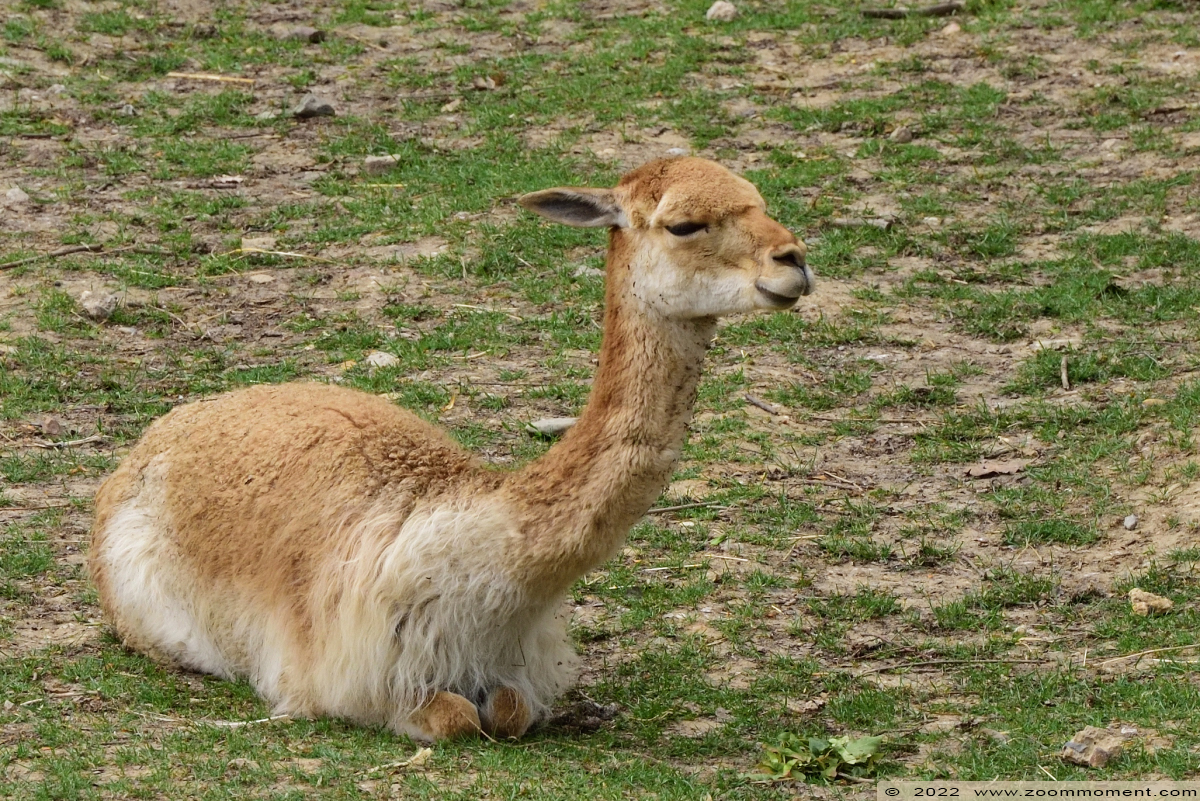 vicuña ( Vicugna vicugna )
Trefwoorden: Gaiapark Kerkrade Nederland zoo vicuña Vicugna vicugna