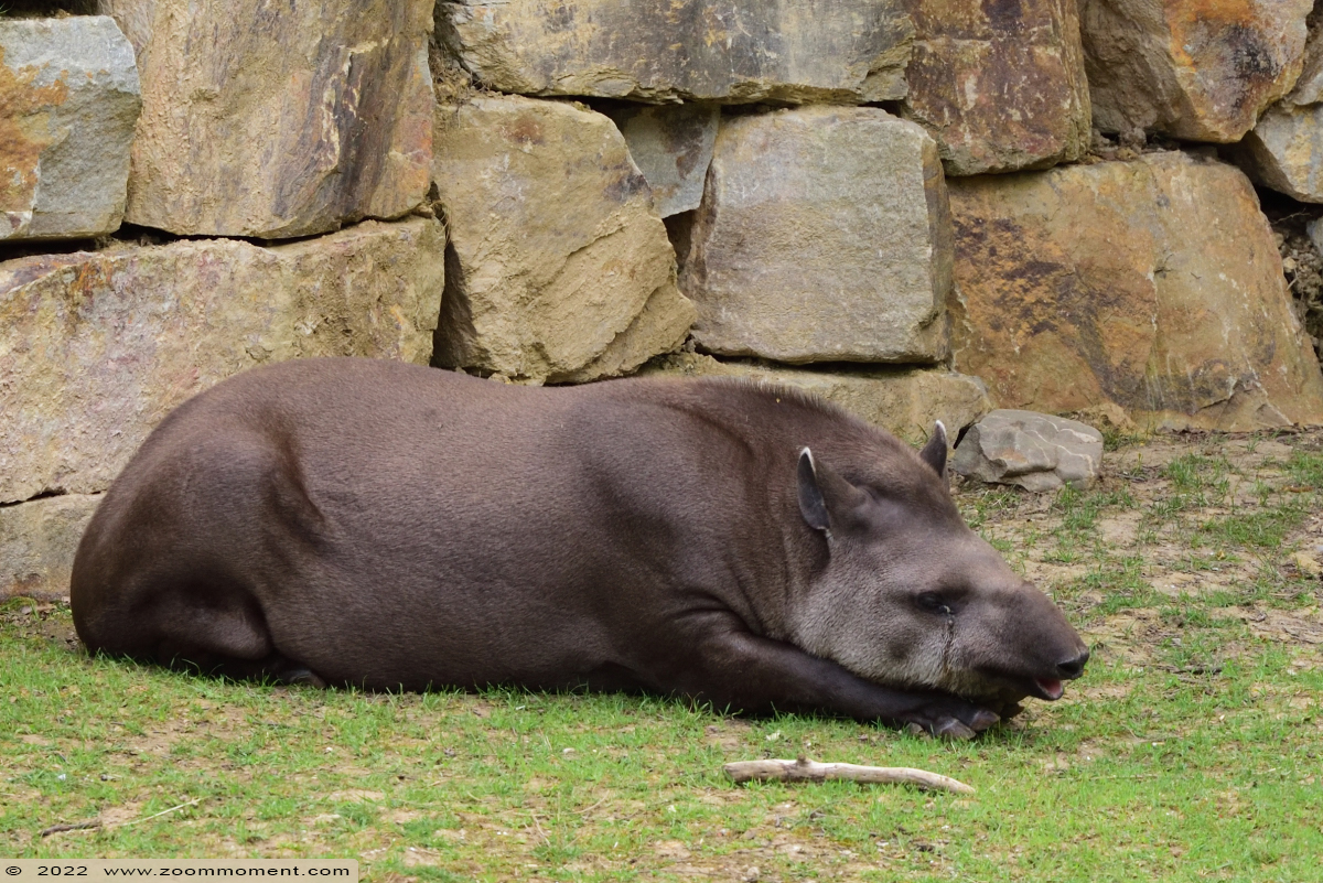 laaglandtapir of Zuid-Amerikaanse tapir of Braziliaanse tapir ( Tapirus terrestris ) South American tapir
Trefwoorden: Gaiapark Kerkrade Nederland zoo laaglandtapir Zuid-Amerikaanse tapir Braziliaanse tapir Tapirus terrestris South American tapir