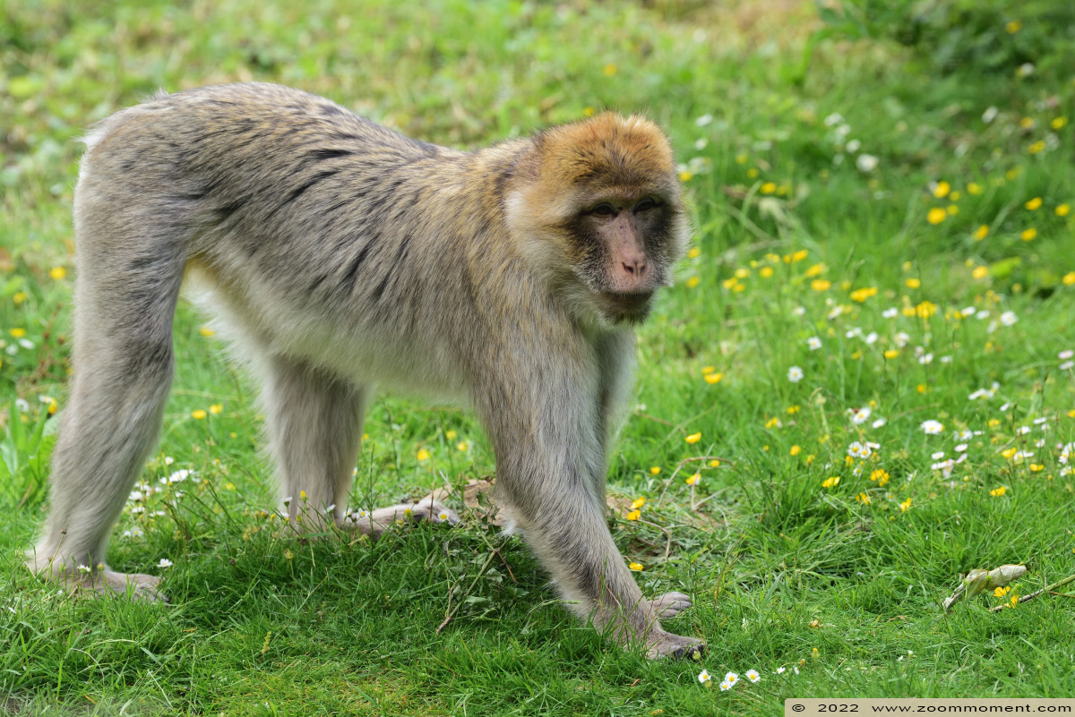 berberaap of magot aap of makaak ( Macaca sylvanus ) Berber monkey
Trefwoorden: Gaiapark Kerkrade Nederland zoo berberaap magot aap makaak Macaca sylvanus Berber monkey