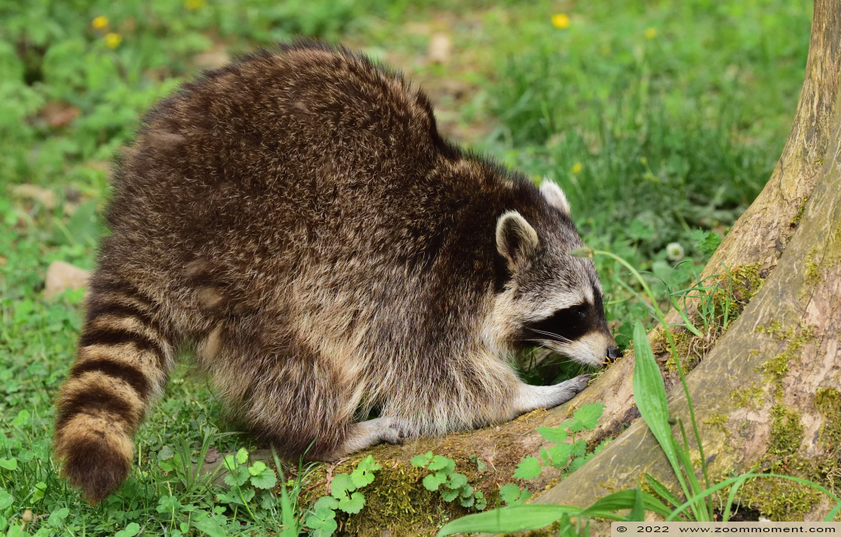 wasbeer ( Procyon lotor ) raccoon
Ключевые слова: Gaiapark Kerkrade Nederland zoo wasbeer Procyon lotor raccoon