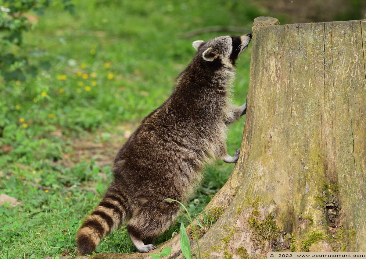 wasbeer ( Procyon lotor ) raccoon
Trefwoorden: Gaiapark Kerkrade Nederland zoo wasbeer Procyon lotor raccoon