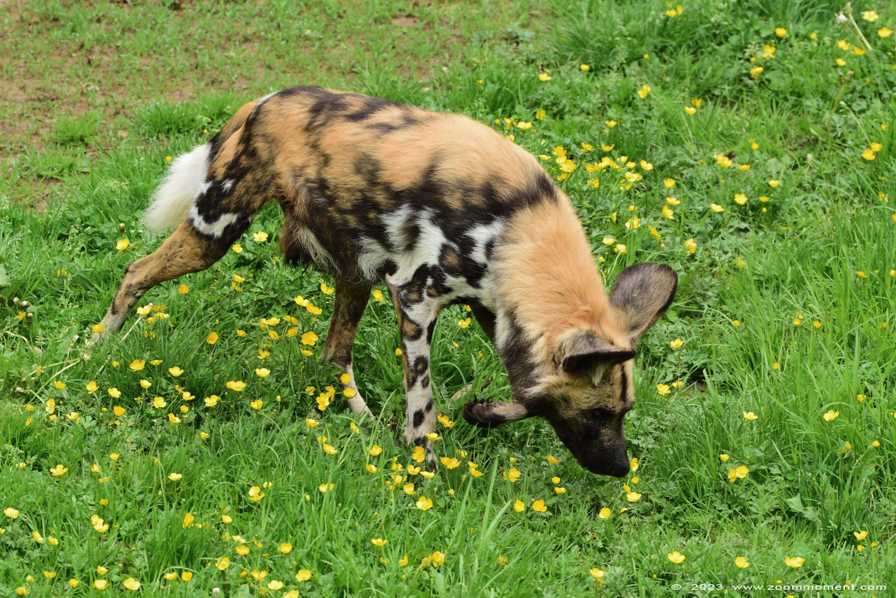 Afrikaanse wilde hond ( Lycaon pictus ) African wild dog
Trefwoorden: Gaiapark Kerkrade Nederland zoo Afrikaanse wilde hond Lycaon pictus African wild dog