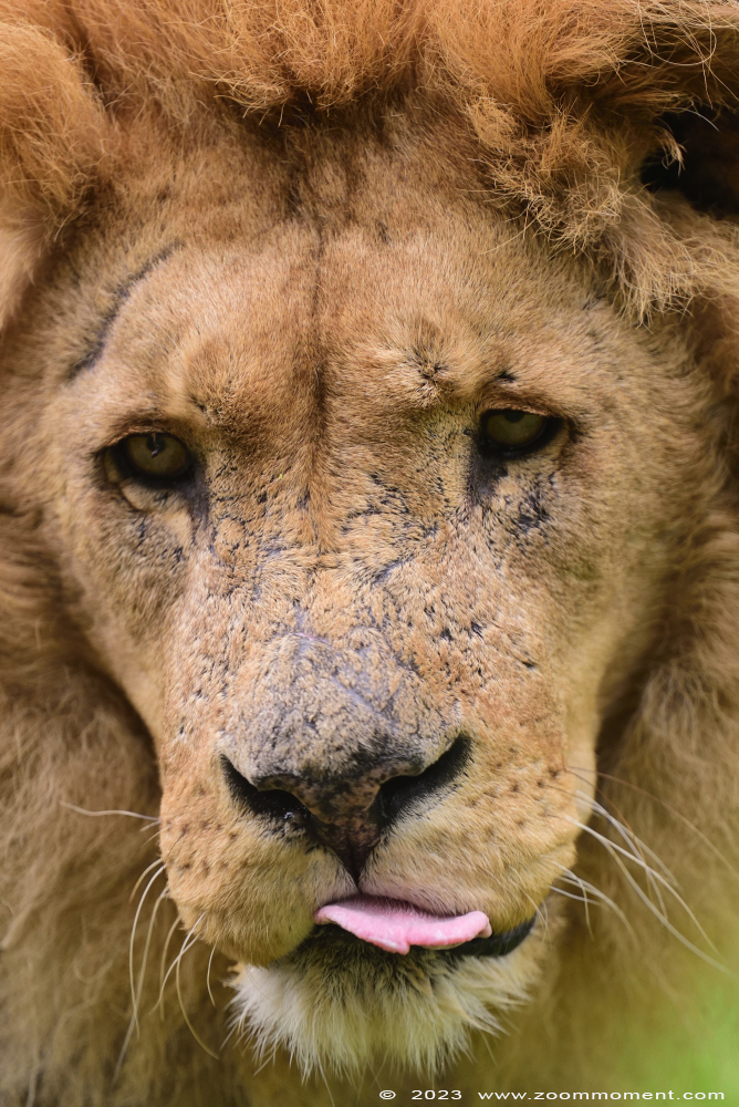 Afrikaanse leeuw  ( Panthera leo )  African lion
Trefwoorden: Gaiapark Kerkrade Nederland zoo Afrikaanse leeuw Panthera leo lion