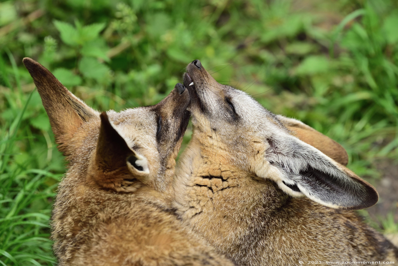 lepelhond of grootoorvos  ( Otocyon megalotis ) bat eared fox
Trefwoorden: Gaiapark Kerkrade Nederland zoo lepelhond grootoorvos Otocyon megalotis bat eared fox