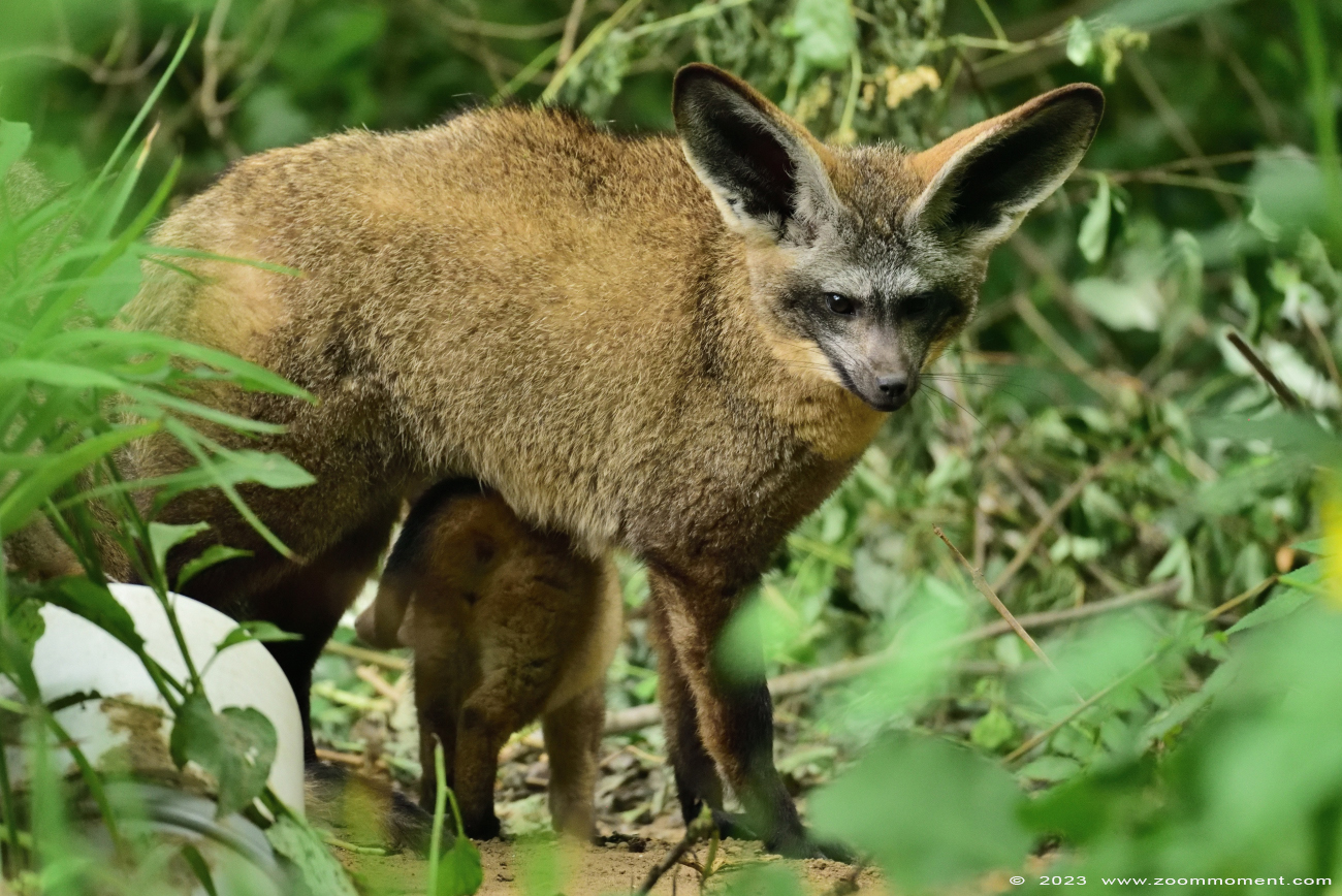 lepelhond of grootoorvos  ( Otocyon megalotis ) bat eared fox
Słowa kluczowe: Gaiapark Kerkrade Nederland zoo lepelhond grootoorvos Otocyon megalotis bat eared fox