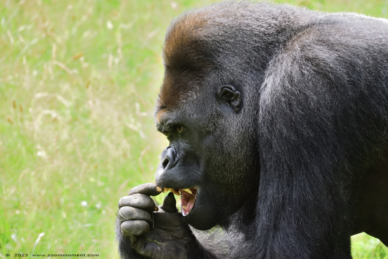 Westelijke laagland gorilla ( Gorilla gorilla )
Keywords: Gaiapark Kerkrade Nederland zoo Westelijke laagland gorilla Gorilla gorilla