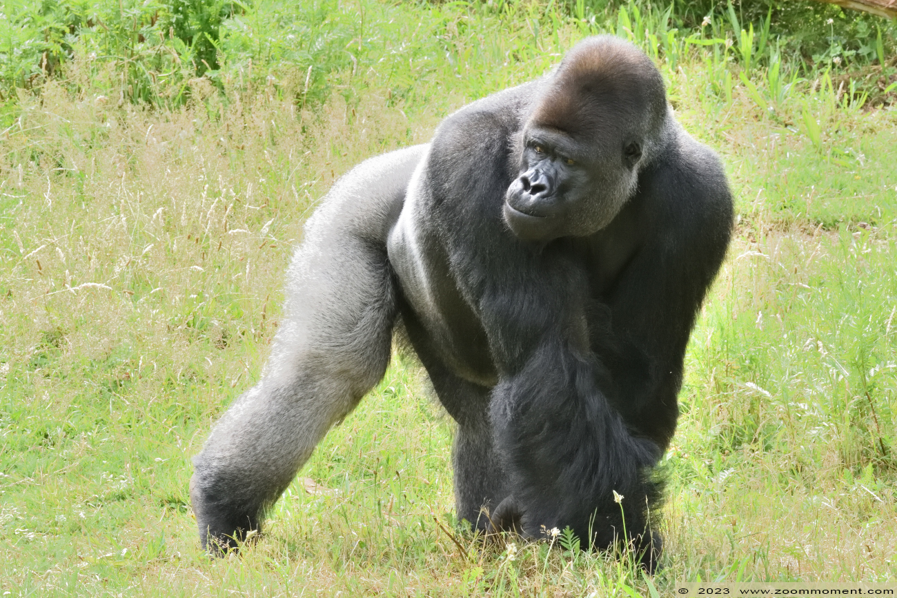 Westelijke laagland gorilla ( Gorilla gorilla )
Ключевые слова: Gaiapark Kerkrade Nederland zoo Westelijke laagland gorilla Gorilla gorilla