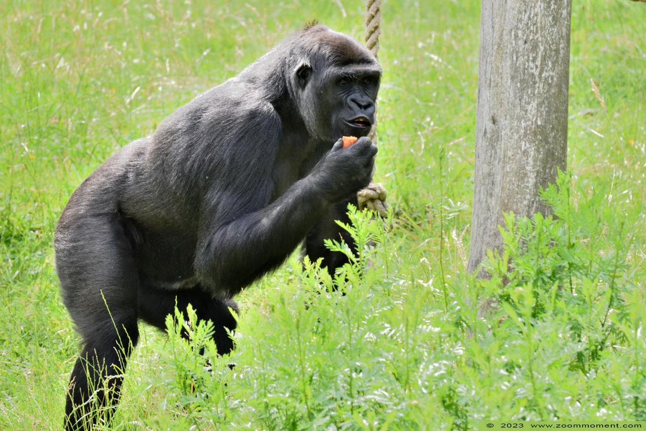 Westelijke laagland gorilla ( Gorilla gorilla )
Palavras chave: Gaiapark Kerkrade Nederland zoo Westelijke laagland gorilla Gorilla gorilla