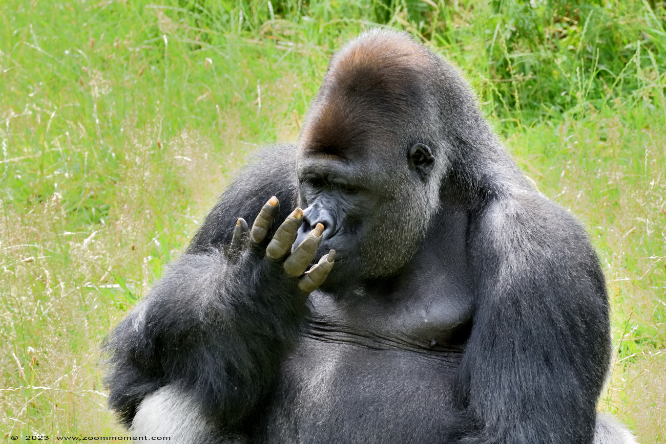 Westelijke laagland gorilla ( Gorilla gorilla )
Paraules clau: Gaiapark Kerkrade Nederland zoo Westelijke laagland gorilla Gorilla gorilla