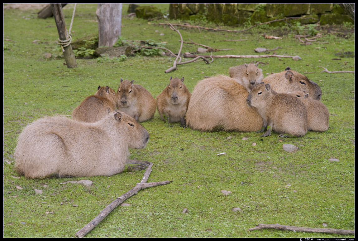 capibara of waterzwijn ( Hydrochoerus hydrochaeris or Hydrochoeris hydrochaeris ) capybara 
Trefwoorden: Gaiapark Kerkrade Nederland zoo capibara waterzwijn Hydrochoerus hydrochaeris Hydrochoeris hydrochaeris capybara