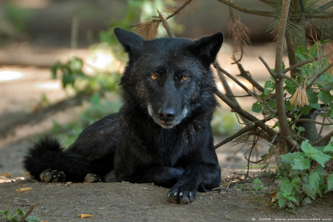 zwarte wolf of oostelijke timberwolf  ( Canis lupus lycaon )   black wolf
Trefwoorden: Gelsenkirchen Zoom Erlebniswelt Germany Duitsland zoo Canis lupus lycaon zwarte wolf black wolf timberwolf