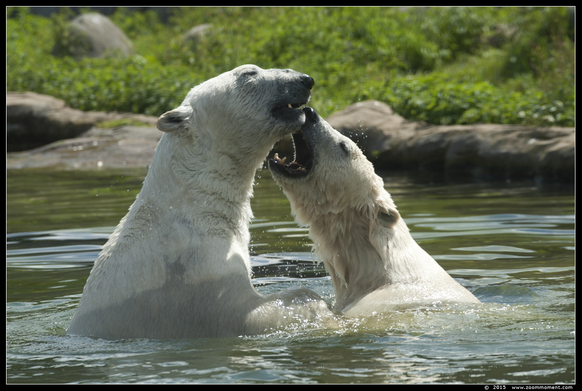 ijsbeer ( Ursus maritimus ) polar bear
Trefwoorden: Gelsenkirchen Zoom Erlebniswelt Germany Duitsland zoo ijsbeer Ursus maritimus polar bear