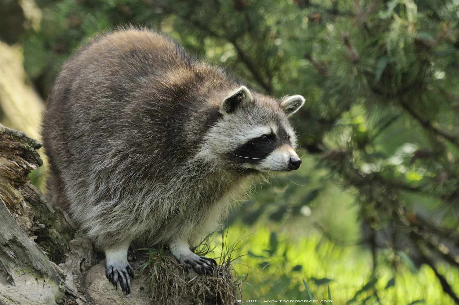 wasbeer  ( Procyon lotor )  raccoon
Trefwoorden: Gelsenkirchen Zoom Erlebniswelt Germany Duitsland zoo Procyon lotor wasbeer raccoon