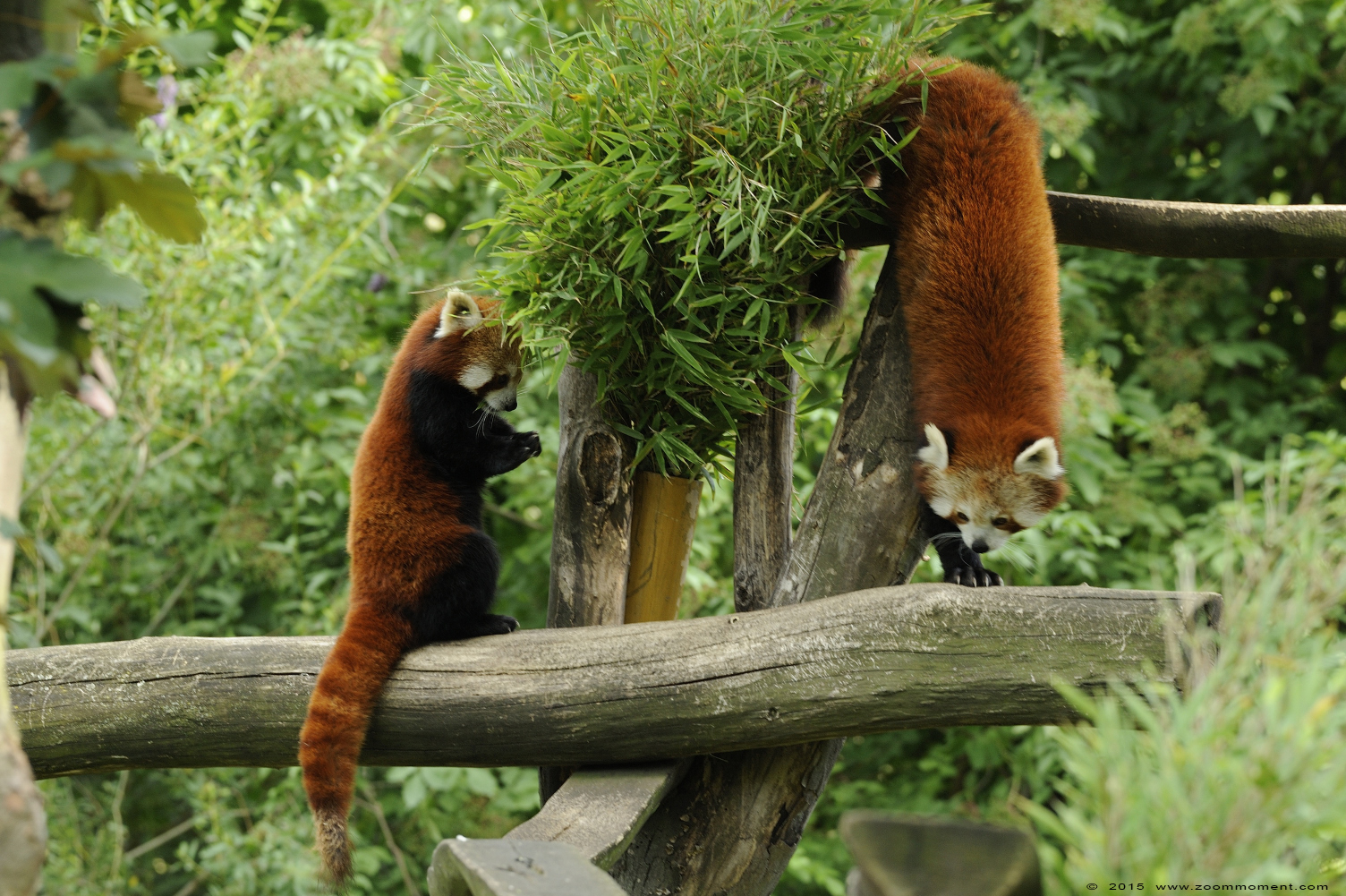 kleine of rode panda ( Ailurus fulgens ) lesser or red panda
Trefwoorden: Gelsenkirchen Zoom Erlebniswelt Germany Duitsland zoo rode panda Ailurus fulgens lesser red panda