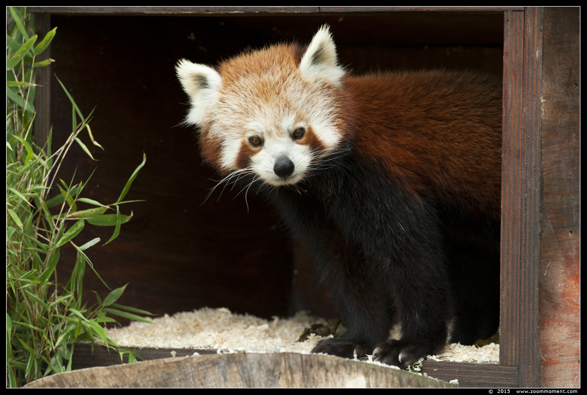 kleine of rode panda ( Ailurus fulgens ) lesser or red panda
Trefwoorden: Gelsenkirchen Zoom Erlebniswelt Germany Duitsland zoo  rode panda  Ailurus fulgens  lesser  red panda