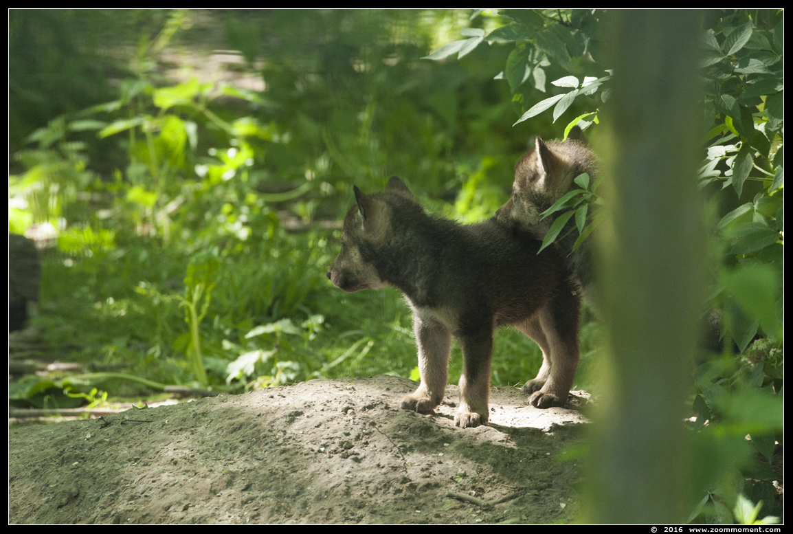 Europese wolf  ( Canis lupus lupus )  Eurasian wolf 
Trefwoorden: Hoenderdaell Nederland Europese wolf Canis lupus lupus   Eurasian wolf 