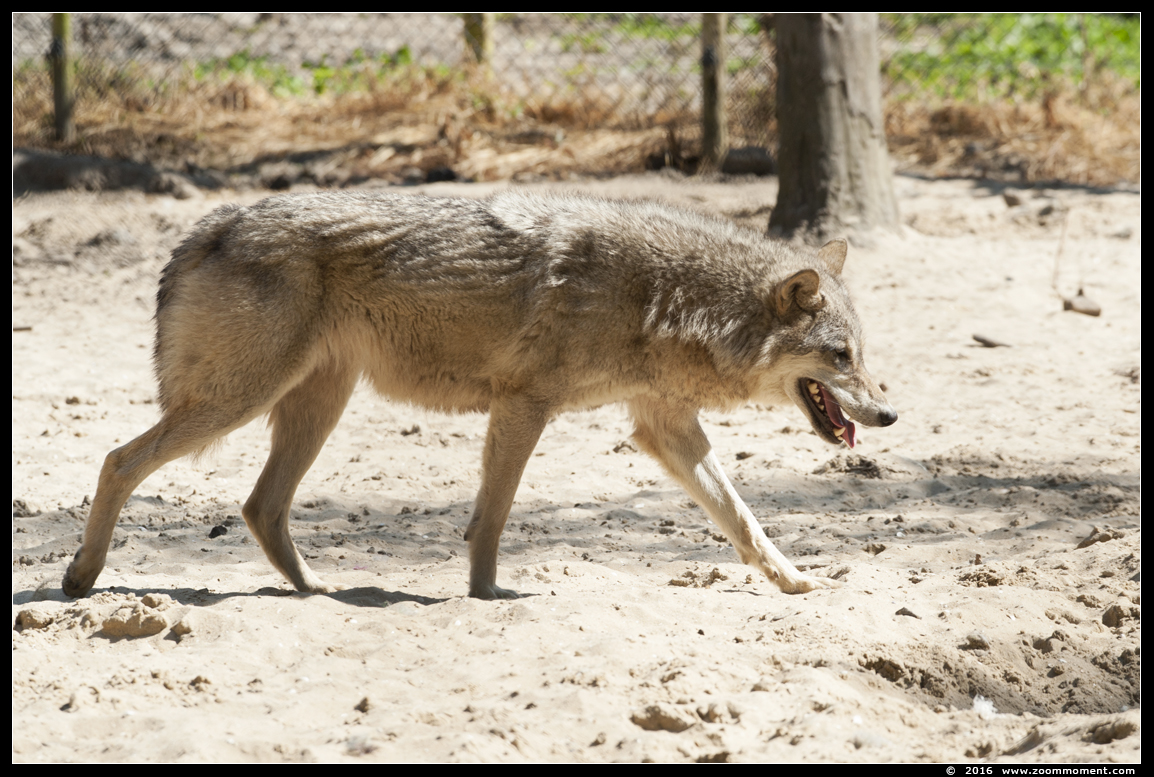 Europese wolf  ( Canis lupus lupus )  Eurasian wolf 
Keywords: Hoenderdaell Nederland Europese wolf Canis lupus lupus   Eurasian wolf 