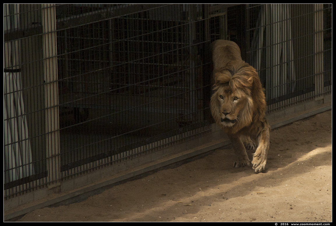 leeuw  ( Panthera leo ) lion
Trefwoorden: Hoenderdaell Stichting leeuw jaagsimulator Nederland leeuw Panthera leo lion