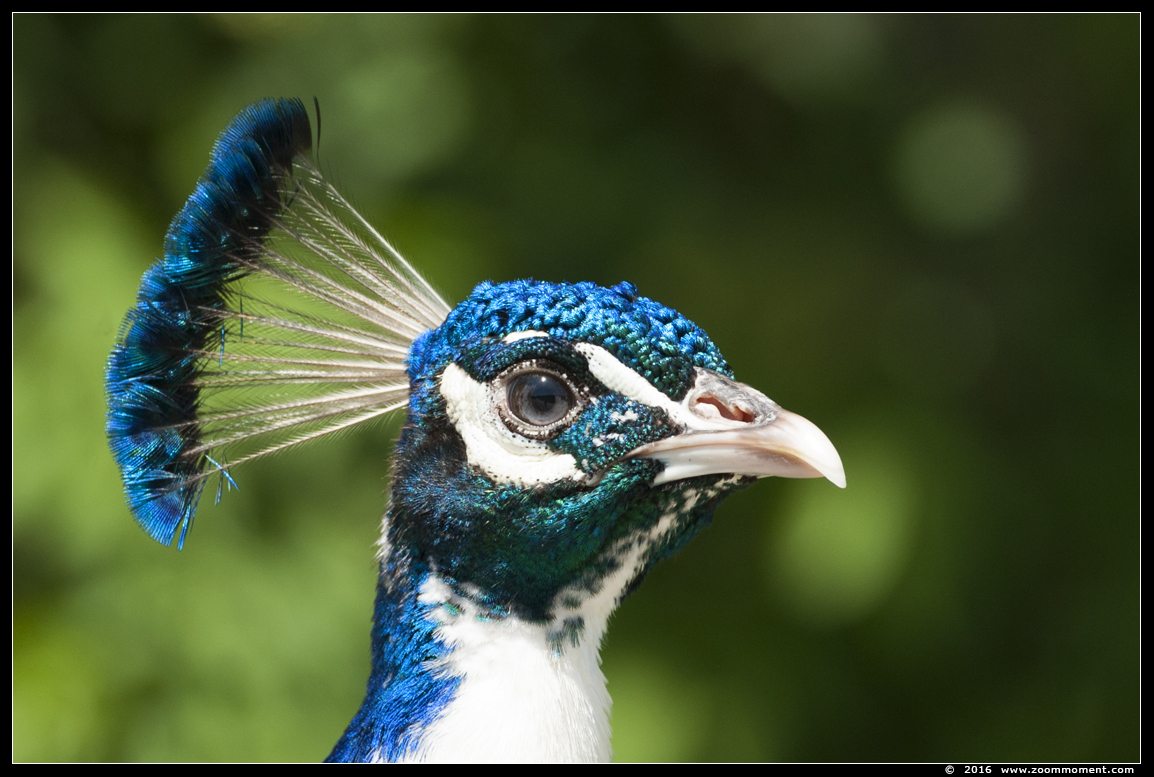 blauwe pauw  ( Pavo cristatus )  Indian peafowl or blue peafowl
Trefwoorden: Hoenderdaell  Nederland pauw Pavo cristatus Indian peafowl  blue peafowl