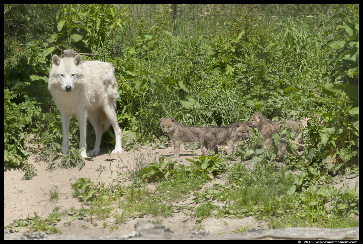 Hudson wolf  (  Canis lupus hudsonicus )  Hudson Bay wolf
Keywords: Hoenderdaell  Nederland Hudson wolf Canis lupus hudsonicus Hudson Bay wolf