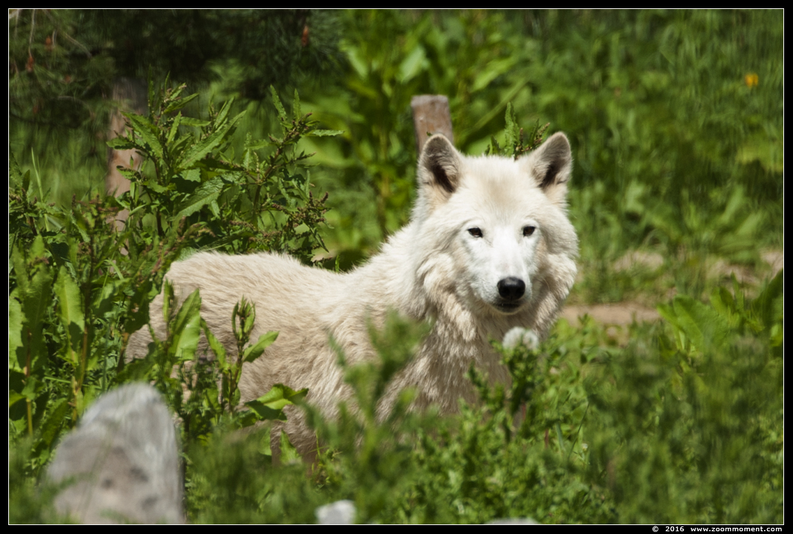 Hudson wolf  (  Canis lupus hudsonicus )  Hudson Bay wolf
Keywords: Hoenderdaell  Nederland Hudson wolf Canis lupus hudsonicus Hudson Bay wolf