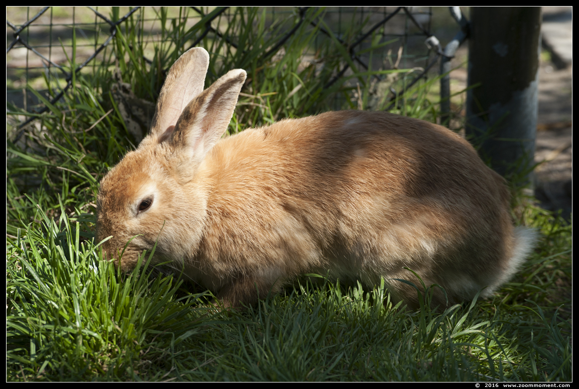 konijn rabbit
Trefwoorden: Hoenderdaell  Nederland konijn rabbit