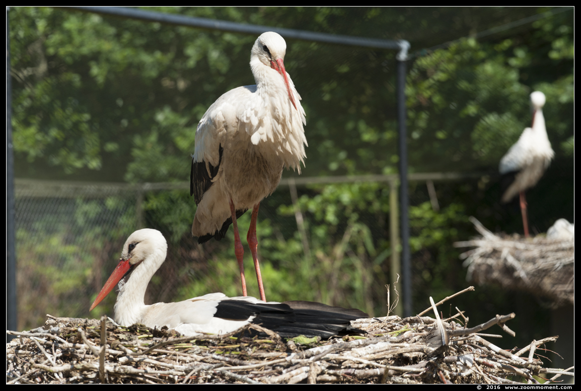 ooievaar ( Ciconia ciconia ) stork
Trefwoorden: Hoenderdaell  Nederland ooievaar Ciconia ciconia stork
