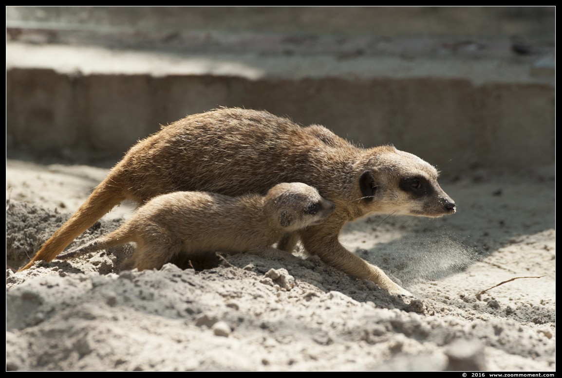 aardmannetje of stokstaartje ( Suricata suricatta ) slender-tailed meerkat
Keywords: Hoenderdaell  Nederland stokstaartje aardmannetje Suricata suricatta  slender tailed meerkat