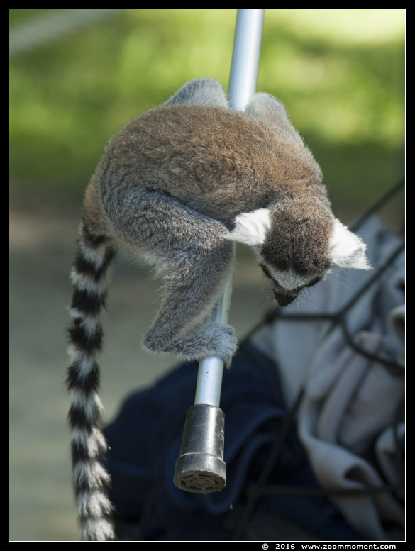 katta of ringstaartmaki ( Lemur catta ) ring tailed lemur 
Trefwoorden: Hoenderdaell  Nederland katta ringstaartmaki  Lemur catta  ring tailed lemur 