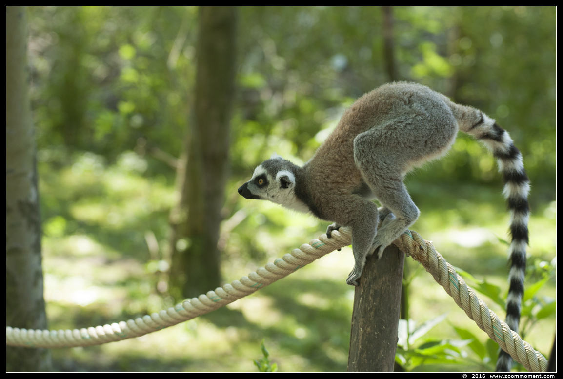 katta of ringstaartmaki ( Lemur catta ) ring tailed lemur 
Trefwoorden: Hoenderdaell  Nederland katta ringstaartmaki  Lemur catta  ring tailed lemur 