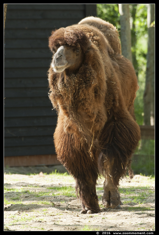 kameel  ( Camelus bactrianus )  Bactrian camel  
Trefwoorden: Hoenderdaell  Nederland kameel Camelus bactrianus  Bactrian camel