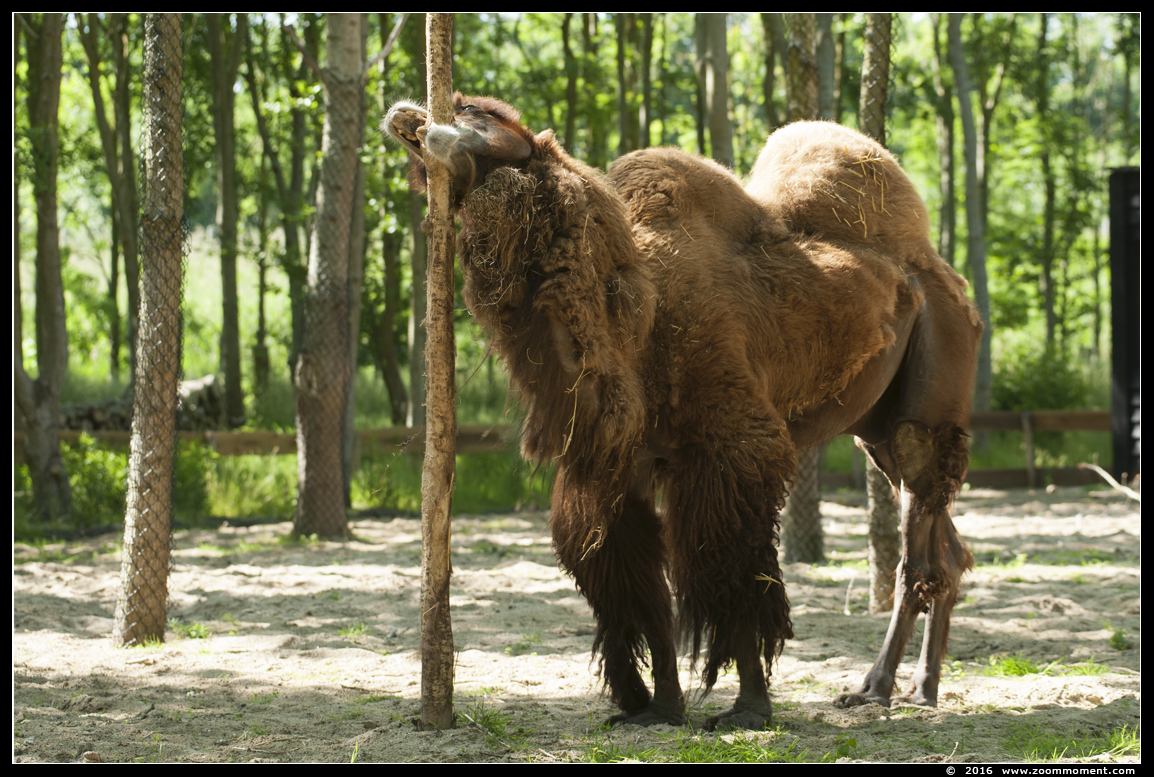 kameel  ( Camelus bactrianus )  Bactrian camel 
Trefwoorden: Hoenderdaell  Nederland kameel Camelus bactrianus  Bactrian camel