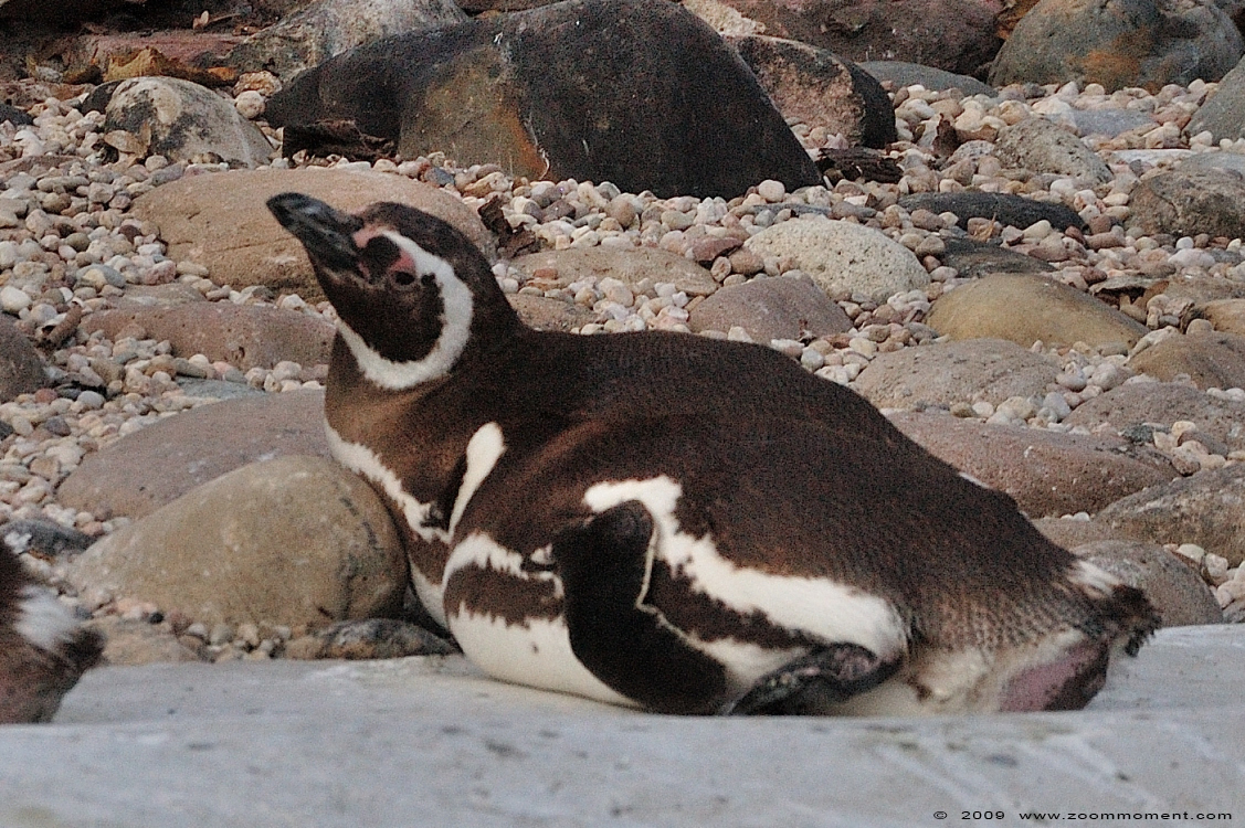 magelhaenpinguin ( Spheniscus magellanicus ) magellanic penguin Magellan Pinguin
Keywords: Karlsruhe zoo Germany magelhaenpinguin Spheniscus magellanicus magellanic penguin Magellan Pinguin