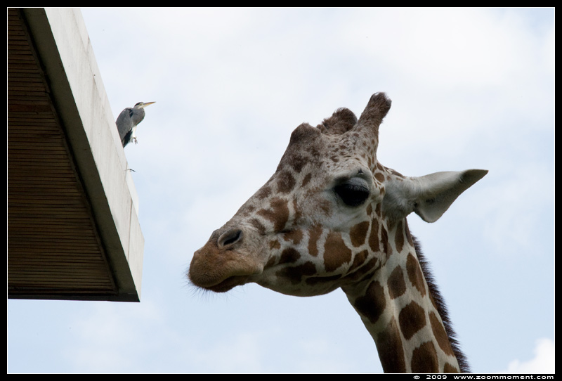 netgiraf ( Giraffa camelopardalis reticulata ) giraffe in Karlsruhe zoo
Keywords: Karlsruhe zoo giraf giraffe Giraffa camelopardalis reticulata netgiraf