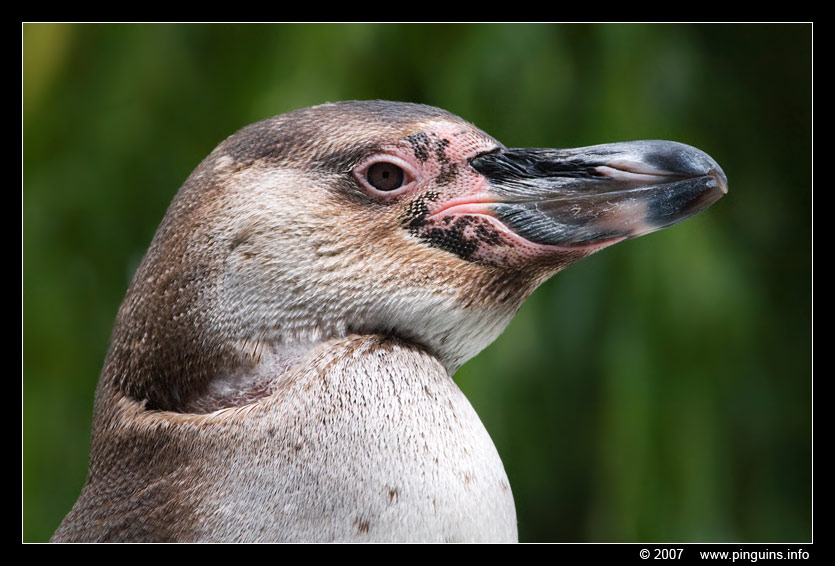 humboldtpinguïn ( Spheniscus humboldti ) humboldt penguin
Trefwoorden: Zoo Koeln Keulen Köln humboldtpinguïn Spheniscus humboldti humboldt penguin