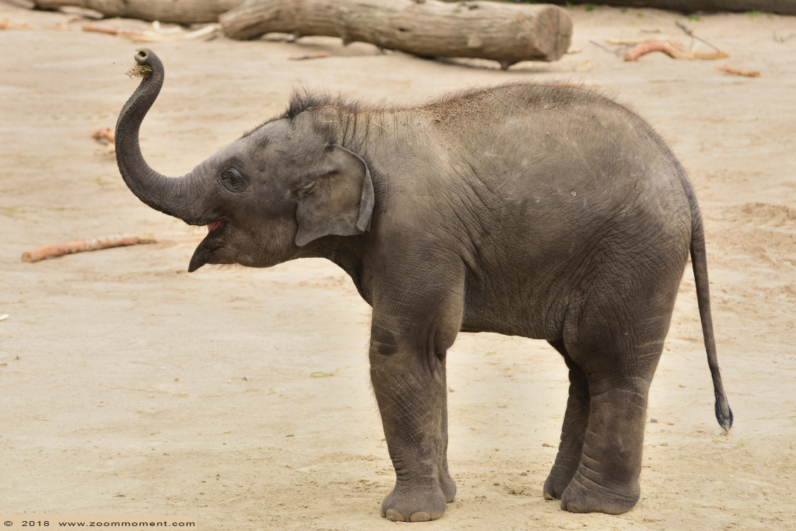 Aziatische olifant ( Elephas maximus ) Asian elephant
Trefwoorden: Zoo Koeln Keulen Köln  Aziatische olifant Elephas maximus Asian elephant