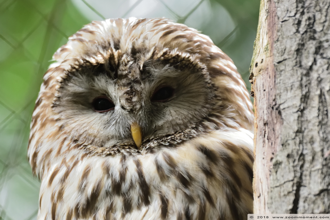 Oeraluil ( Strix uralensis ) Ural owl
Trefwoorden: Zoo Koeln Keulen Köln oeraluil Strix uralensis ural owl