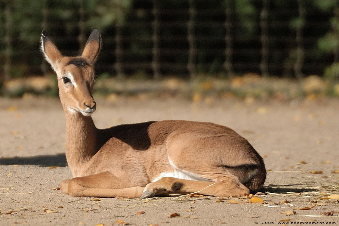 impala  ( Aepyceros melampus ) 
Trefwoorden: Keulen zoo Germany impala Aepyceros melampus