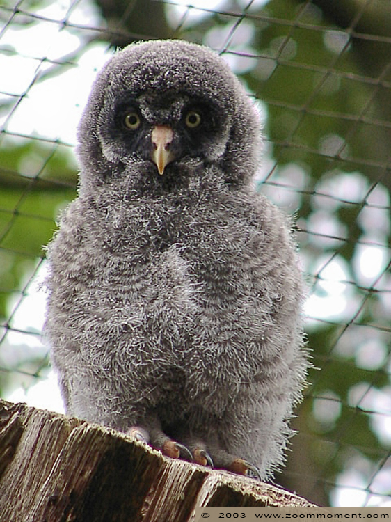 laplanduil kuiken ( Strix nebulosa ) great grey owl chick
Trefwoorden: Zoo Koeln Keulen Köln laplanduil kuiken Strix nebulosa  great grey owl chick