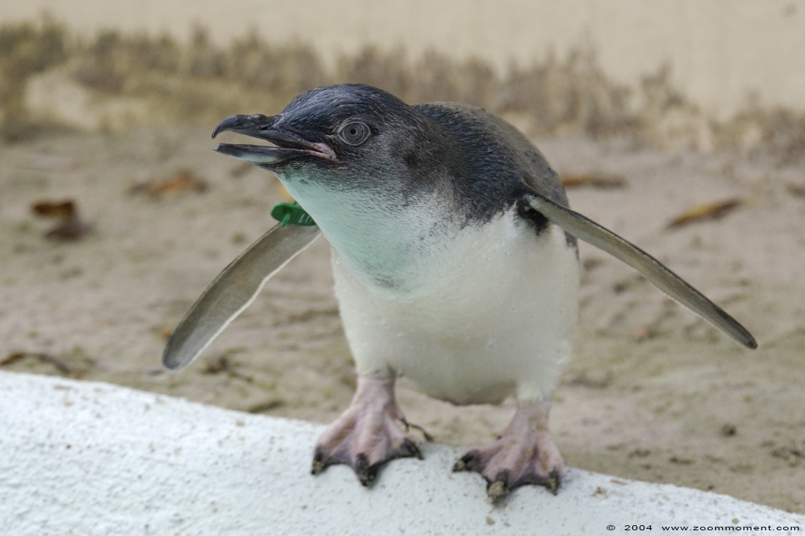 dwergpinguïn ( Eudyptula minor novaehollandiae ) fairy little blue penguin
Trefwoorden: Zoo Koeln Keulen Köln dwergpinguïn Eudyptula minor novaehollandiae  fairy little blue penguin