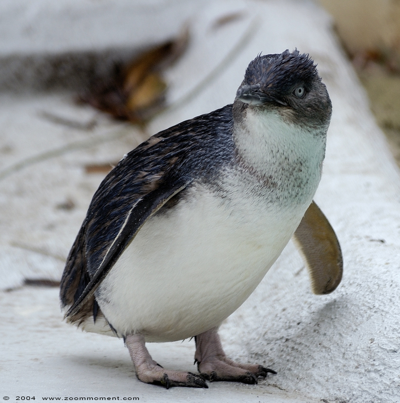 dwergpinguïn ( Eudyptula minor novaehollandiae ) fairy little blue penguin
Parole chiave: Zoo Koeln Keulen Köln dwergpinguïn Eudyptula minor novaehollandiae  fairy little blue penguin