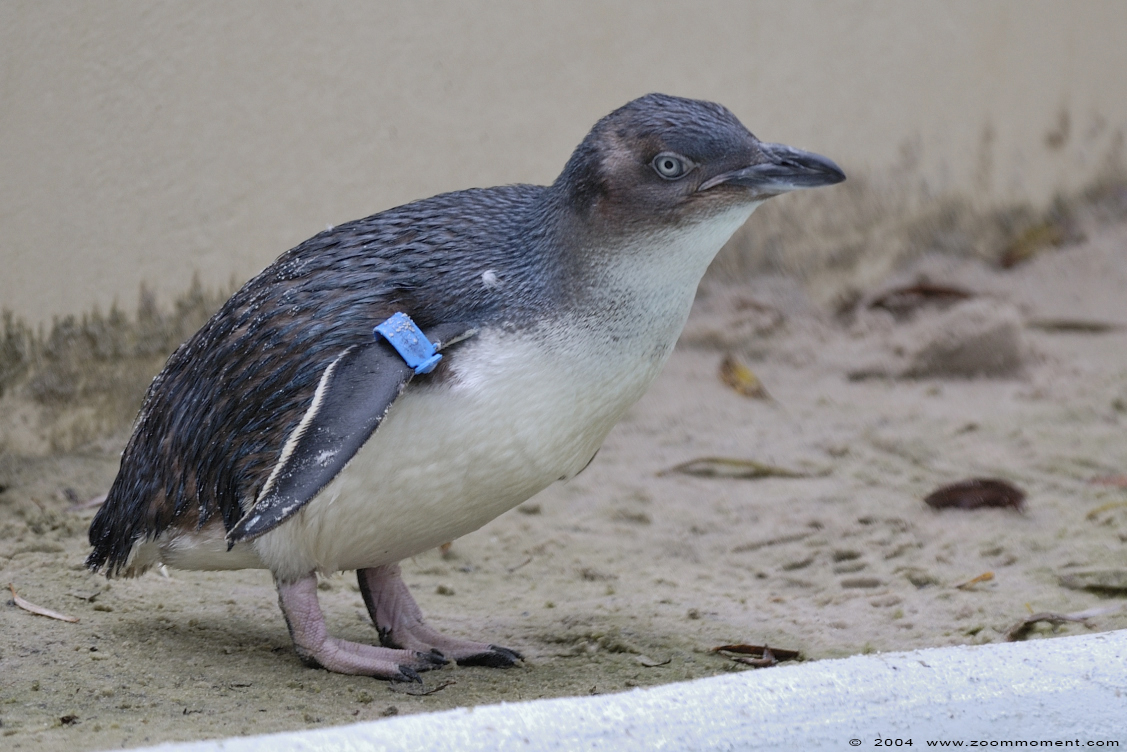 dwergpinguïn ( Eudyptula minor novaehollandiae ) fairy little blue penguin
Trefwoorden: Zoo Koeln Keulen Köln dwergpinguïn Eudyptula minor novaehollandiae  fairy little blue penguin